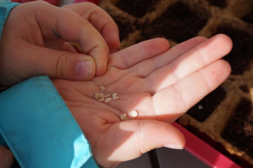 Paprika Samen auf Kinderhand