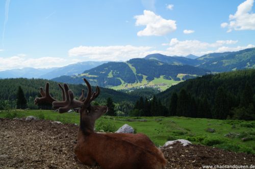 Wochenbrunner Alm Gaststube