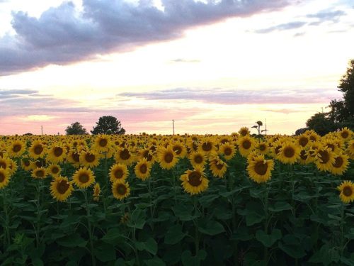 Sonnenblumenfeld in Italien